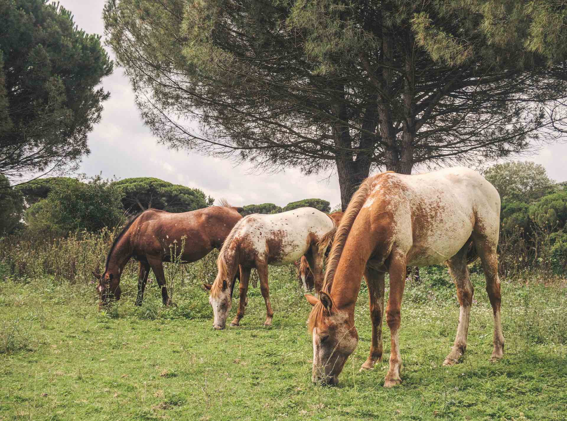 Pineta San Vitale: cavalli in libertà