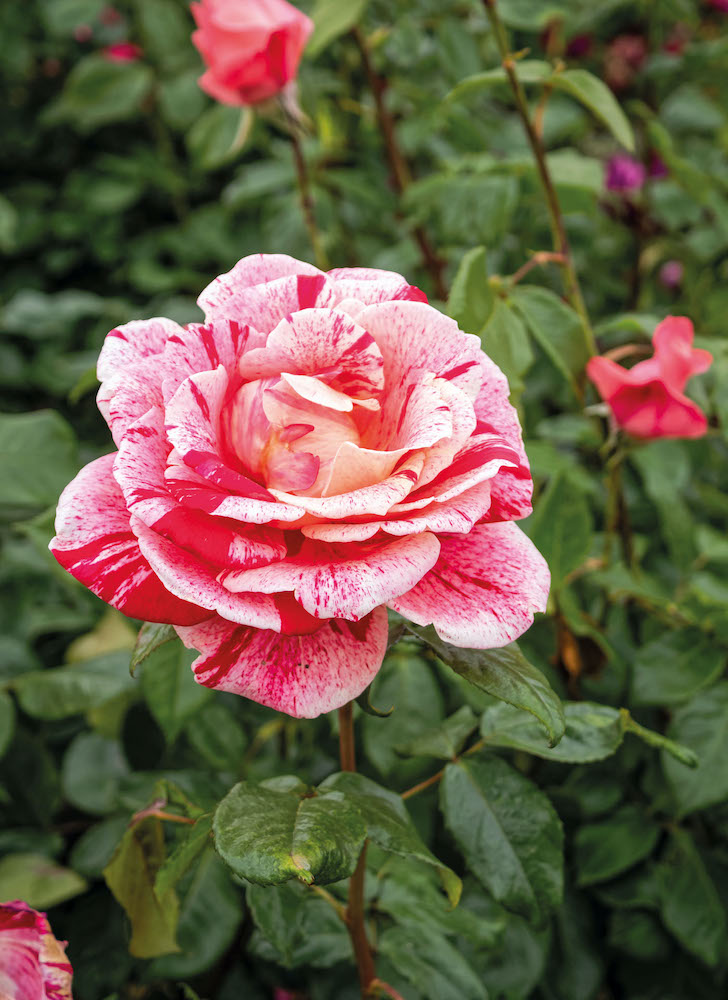 Stefano Venturini, il custode delle rose