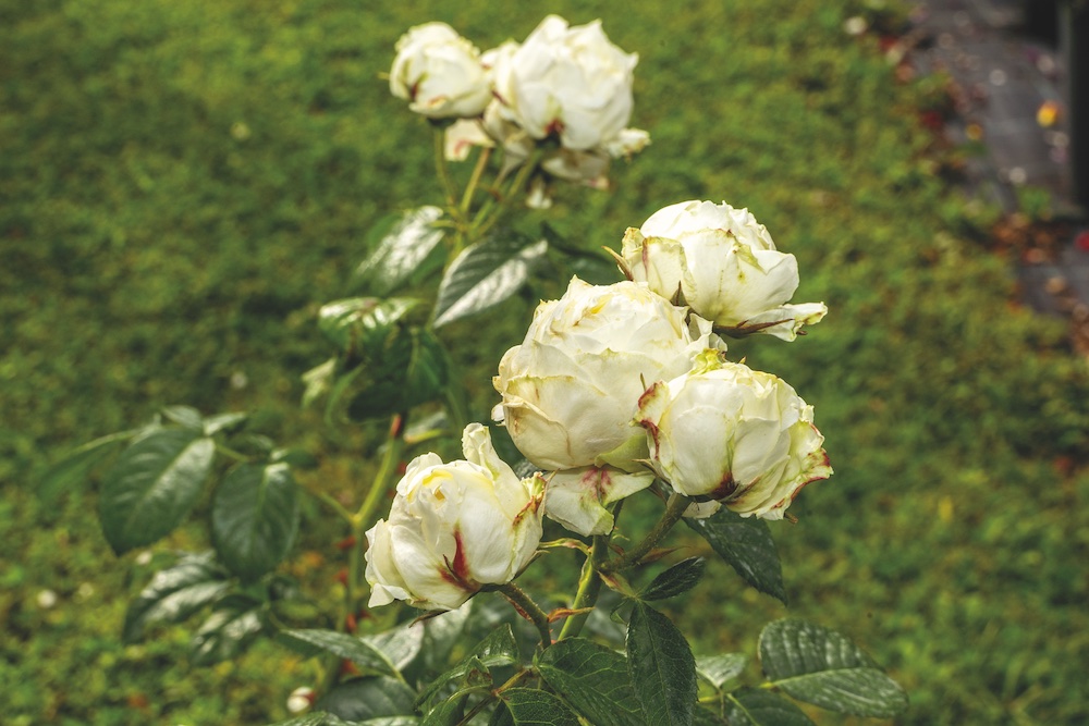 Maria Vittori, andar per fiori
