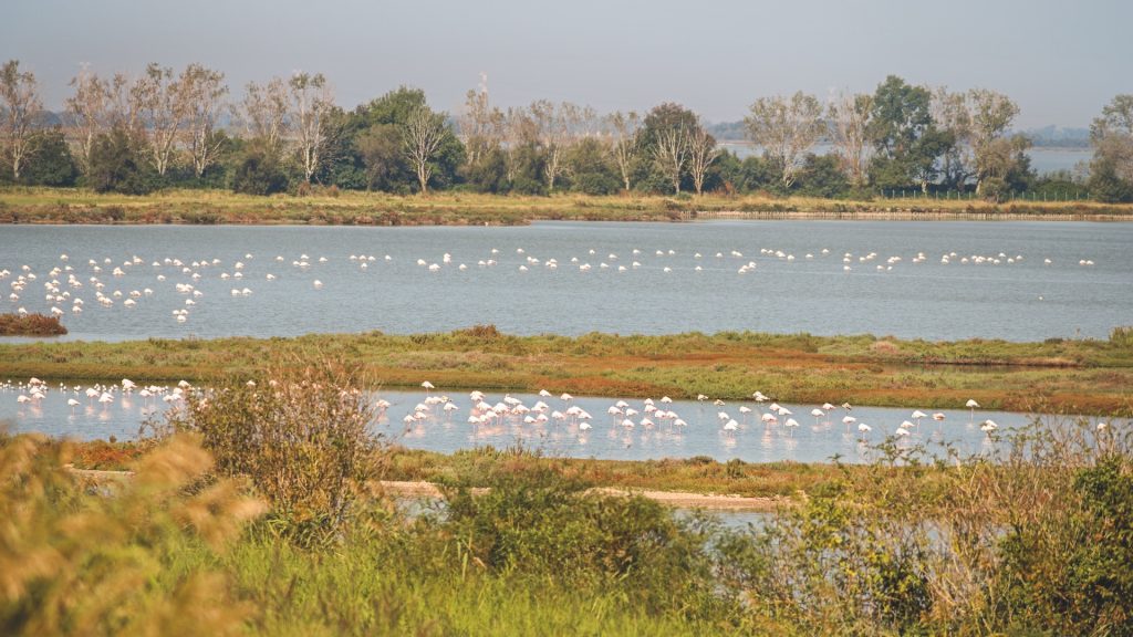 Penisola di Boscoforte: itinerari in natura
