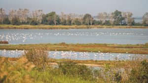 Penisola di Boscoforte: itinerari in natura