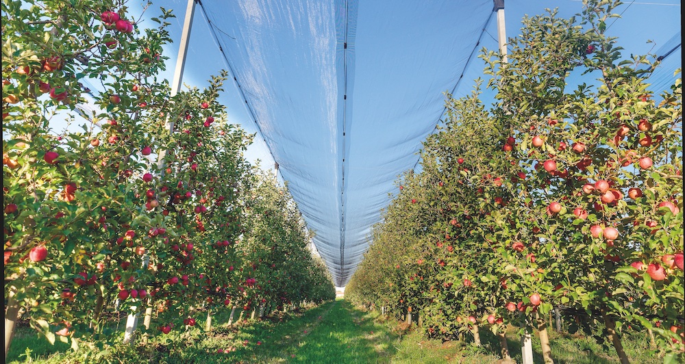 Fantini e la Mela delle Saline di Cervia