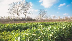Radici Urbane, terreno fertile