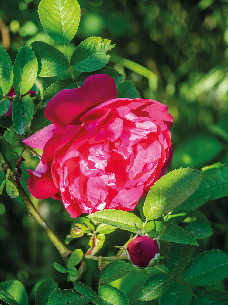 Roberta Pasi, la signora delle rose