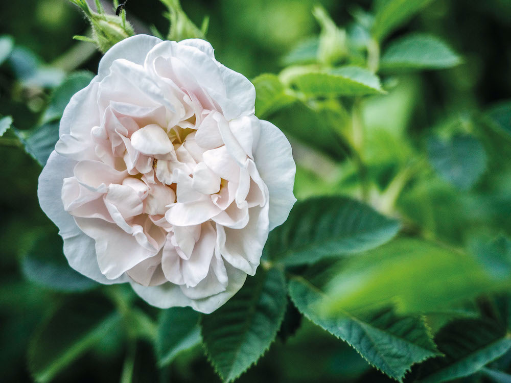 Roberta Pasi, la signora delle rose