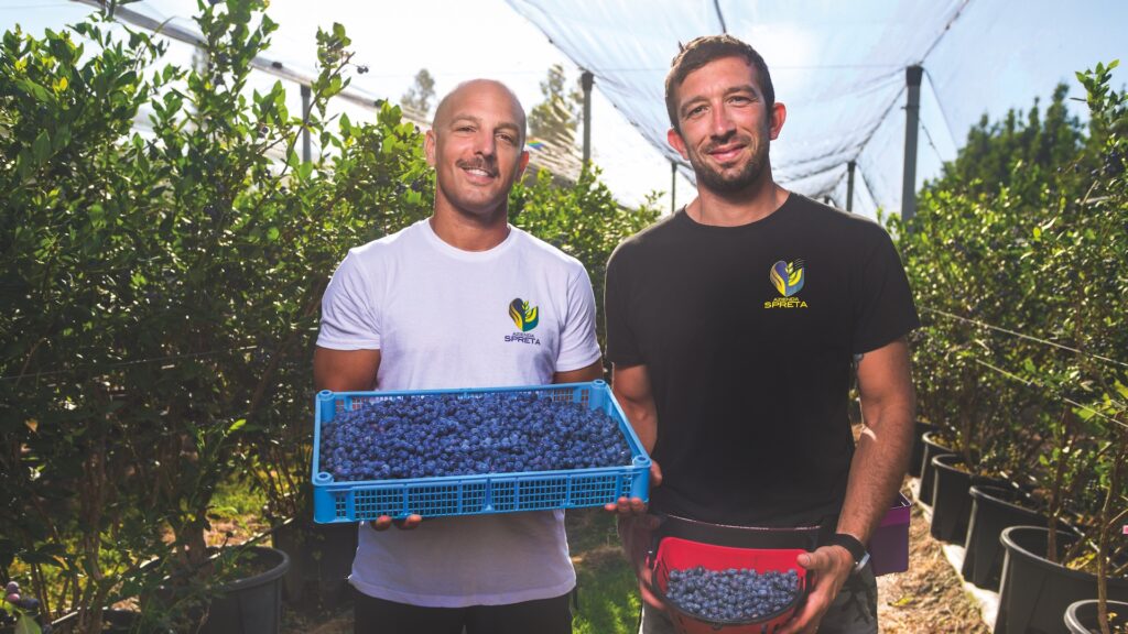 Azienda agricola Spreta: mirtilli di Romagna
