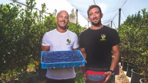 Azienda agricola Spreta: mirtilli di Romagna