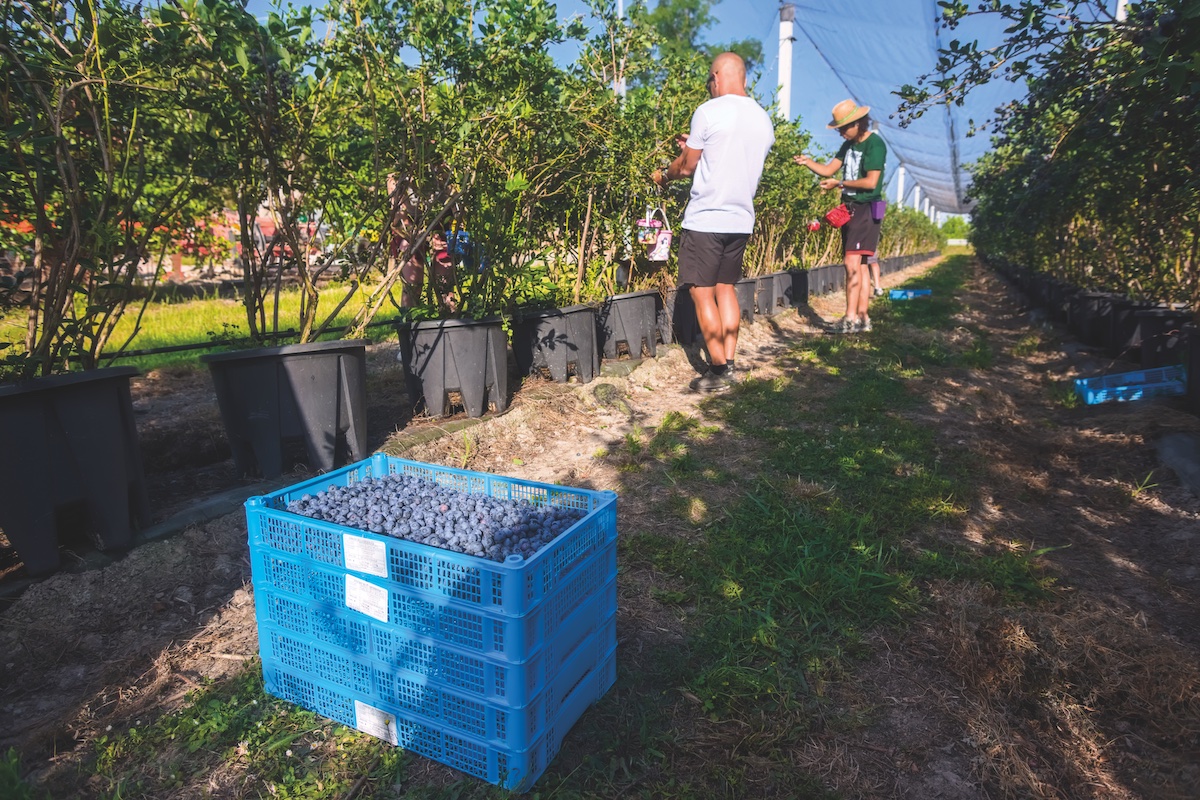 Azienda agricola Spreta: mirtilli di Romagna